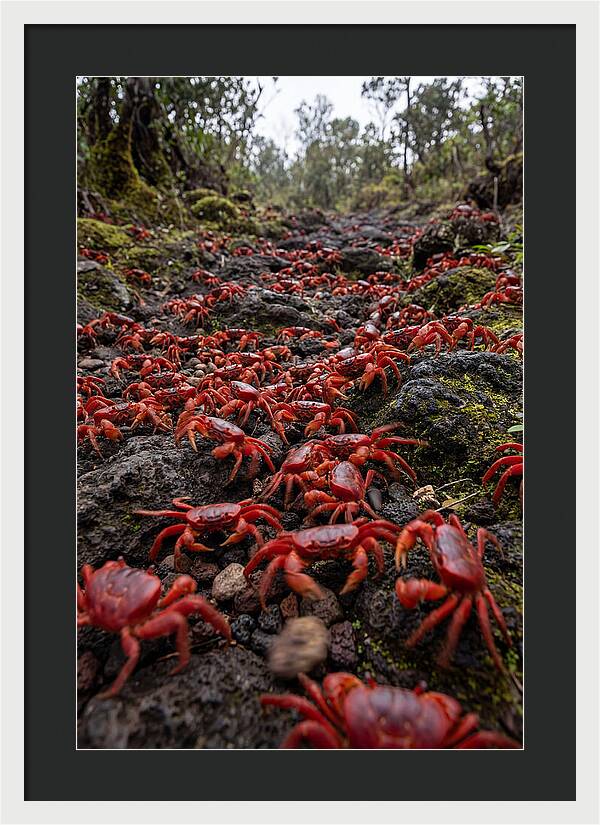 Christmas Island Red Crab Migration