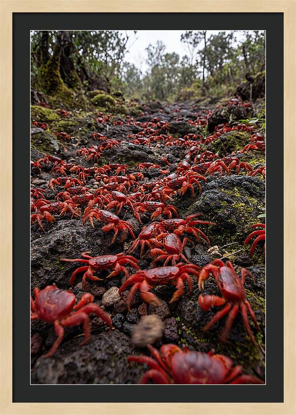 Christmas Island Red Crab Migration