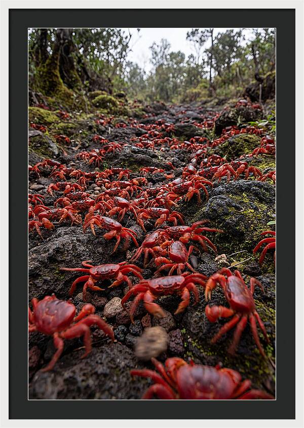 Christmas Island Red Crab Migration
