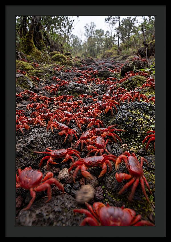 Christmas Island Red Crab Migration