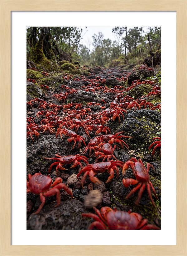Christmas Island Red Crab Migration