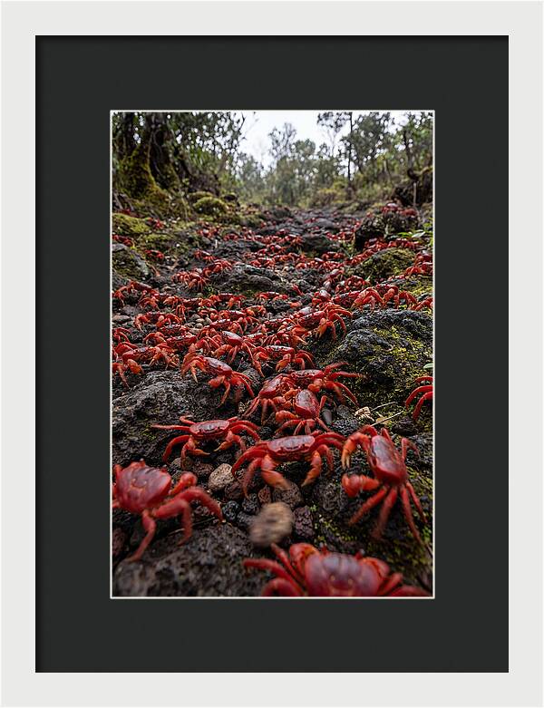 Christmas Island Red Crab Migration