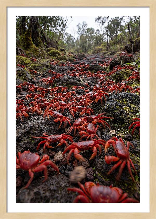 Christmas Island Red Crab Migration