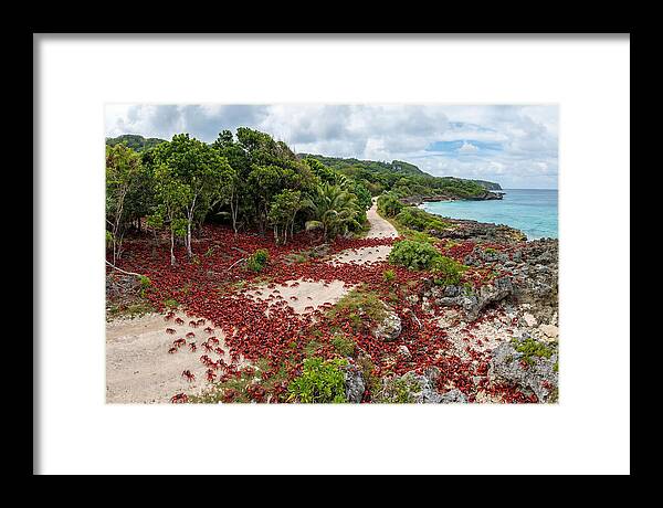 Christmas Island Red Crabs Migration