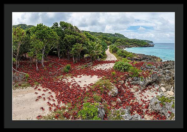 Christmas Island Red Crabs Migration