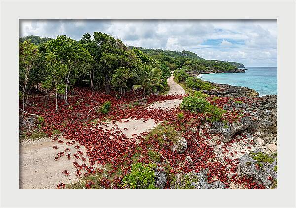 Christmas Island Red Crabs Migration
