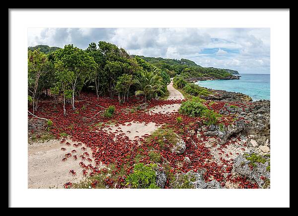 Christmas Island Red Crabs Migration