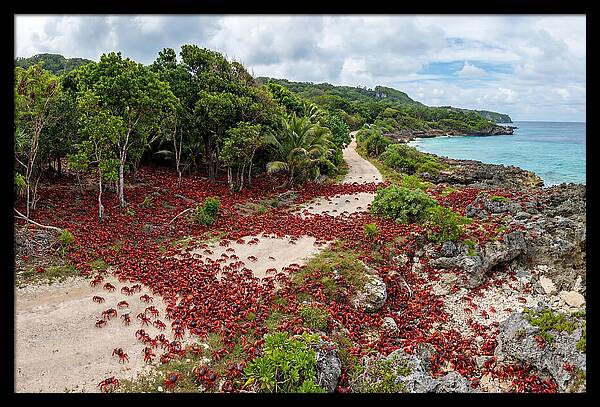 Christmas Island Red Crabs Migration