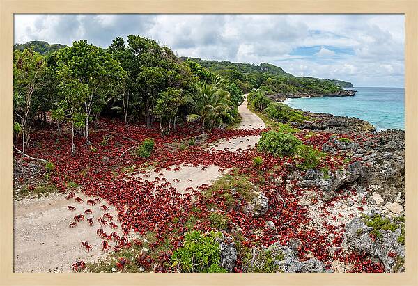 Christmas Island Red Crabs Migration