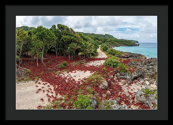 Christmas Island Red Crabs Migration