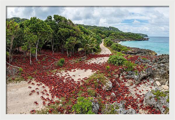 Christmas Island Red Crabs Migration