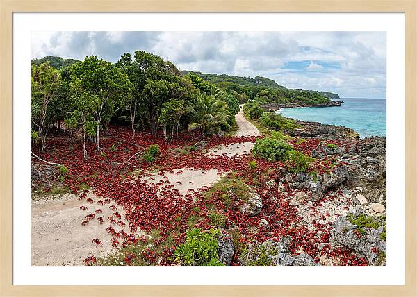 Christmas Island Red Crabs Migration