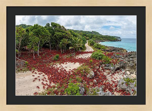 Christmas Island Red Crabs Migration