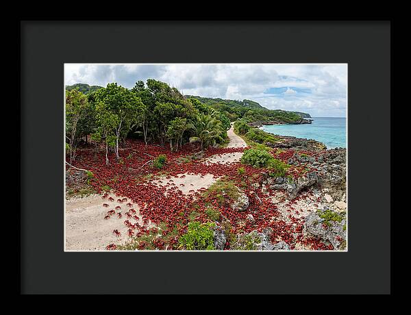 Christmas Island Red Crabs Migration