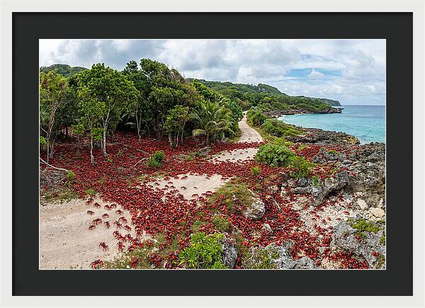 Christmas Island Red Crabs Migration