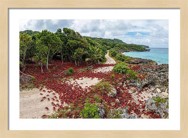 Christmas Island Red Crabs Migration