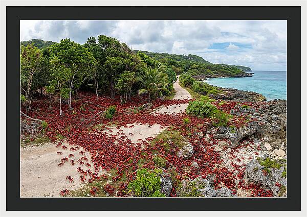 Christmas Island Red Crabs Migration