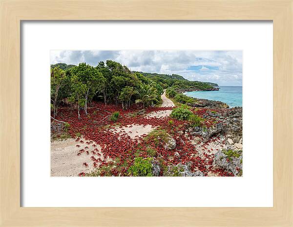 Christmas Island Red Crabs Migration