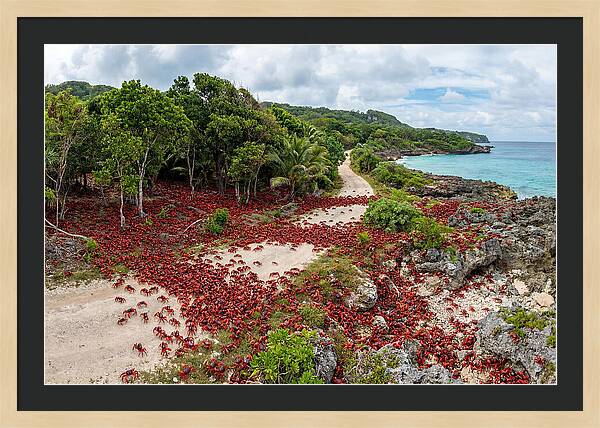 Christmas Island Red Crabs Migration