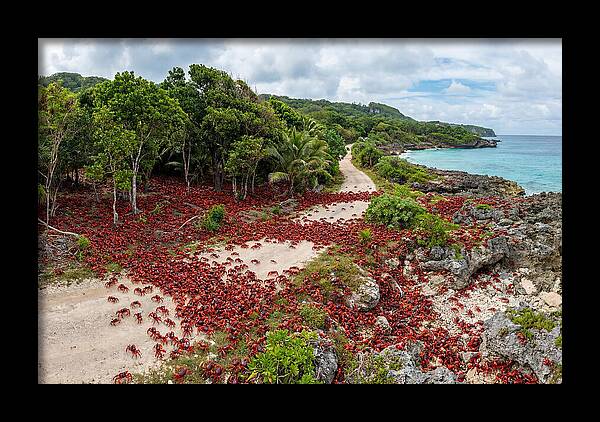 Christmas Island Red Crabs Migration