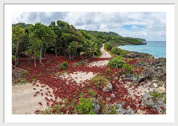 Christmas Island Red Crabs Migration