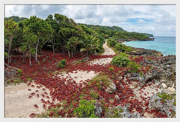 Christmas Island Red Crabs Migration