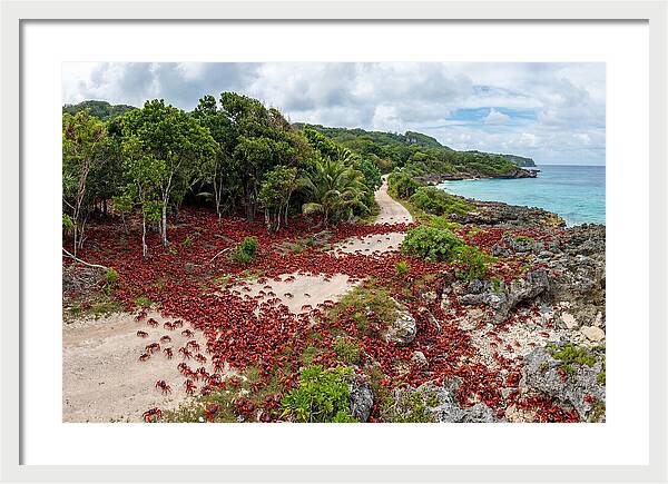 Christmas Island Red Crabs Migration