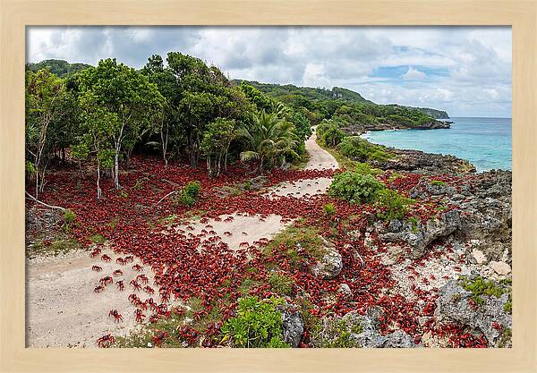 Christmas Island Red Crabs Migration