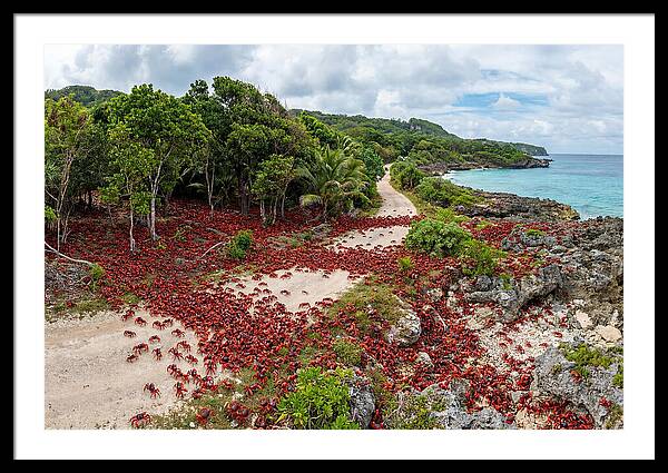 Christmas Island Red Crabs Migration
