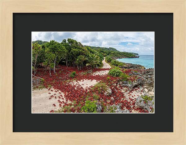 Christmas Island Red Crabs Migration