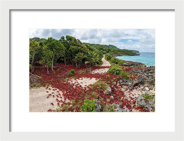 Christmas Island Red Crabs Migration