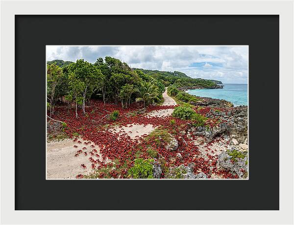 Christmas Island Red Crabs Migration