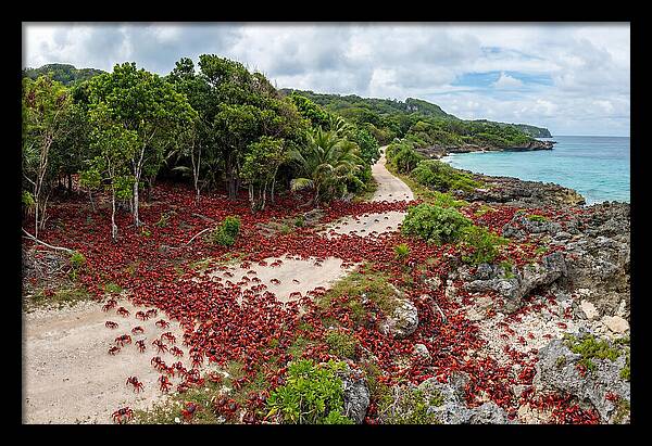 Christmas Island Red Crabs Migration