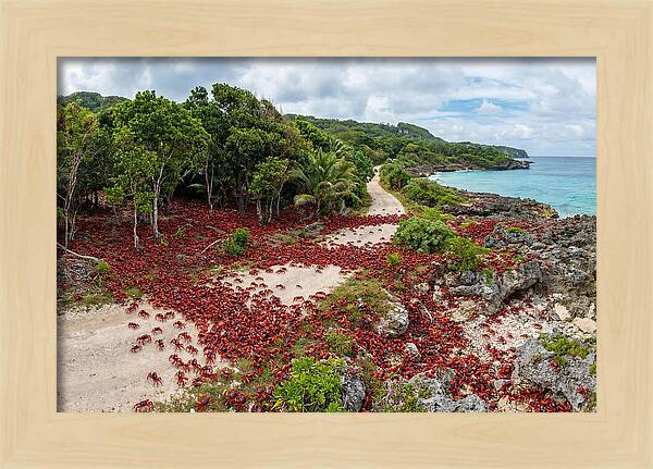 Christmas Island Red Crabs Migration