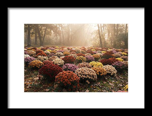 Chrysanthemum Display In Autumn Glow