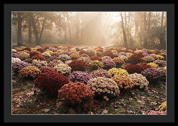 Chrysanthemum Display In Autumn Glow