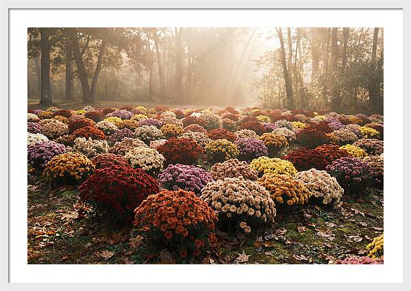 Chrysanthemum Display In Autumn Glow