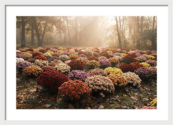 Chrysanthemum Display In Autumn Glow