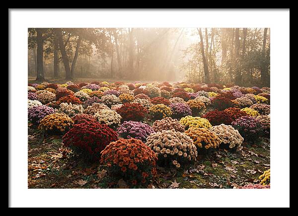 Chrysanthemum Display In Autumn Glow