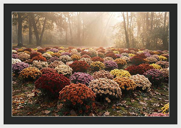 Chrysanthemum Display In Autumn Glow