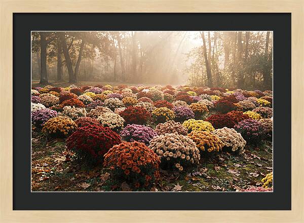 Chrysanthemum Display In Autumn Glow