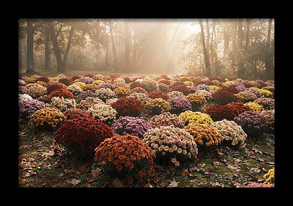 Chrysanthemum Display In Autumn Glow