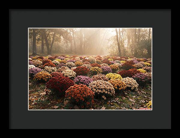 Chrysanthemum Display In Autumn Glow