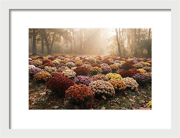 Chrysanthemum Display In Autumn Glow
