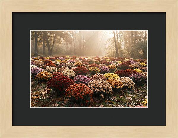 Chrysanthemum Display In Autumn Glow