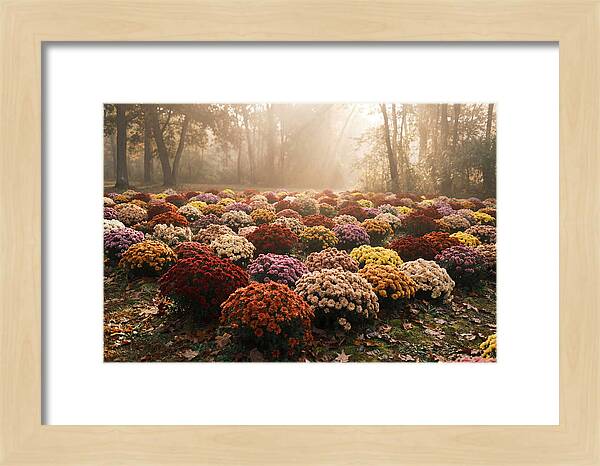 Chrysanthemum Display In Autumn Glow