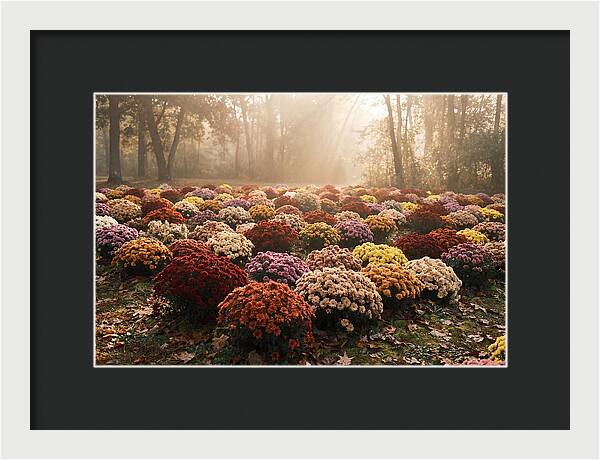 Chrysanthemum Display In Autumn Glow