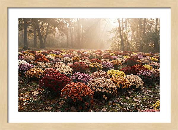 Chrysanthemum Display In Autumn Glow