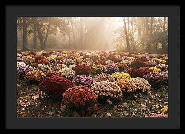 Chrysanthemum Display In Autumn Glow
