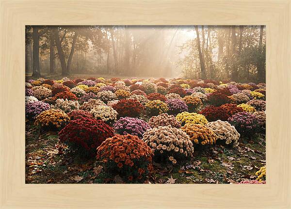 Chrysanthemum Display In Autumn Glow